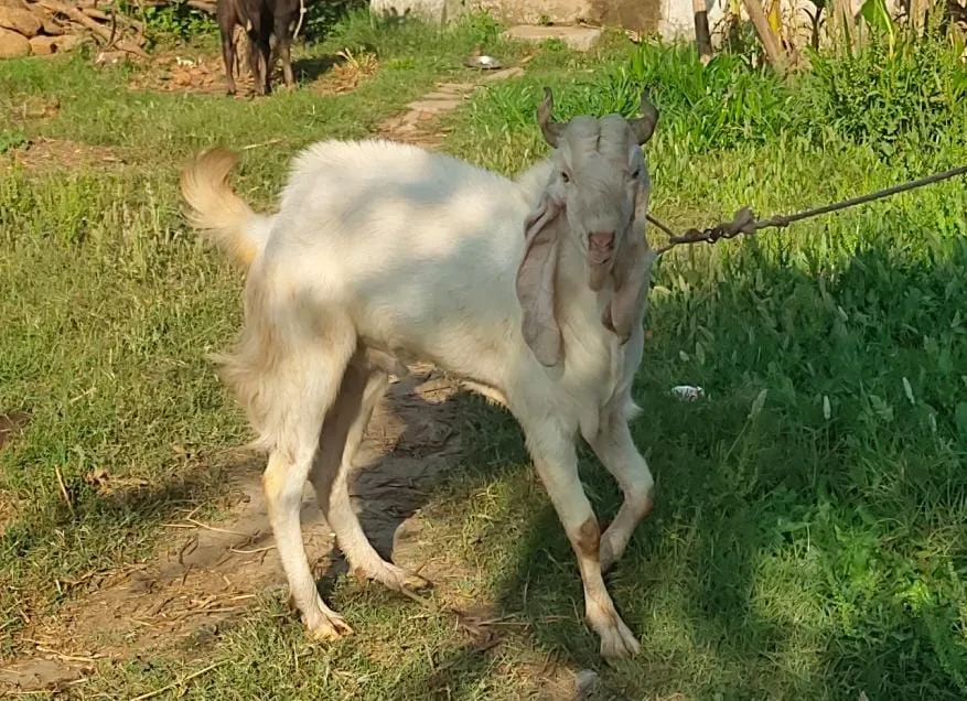 Gulabi kota breeder