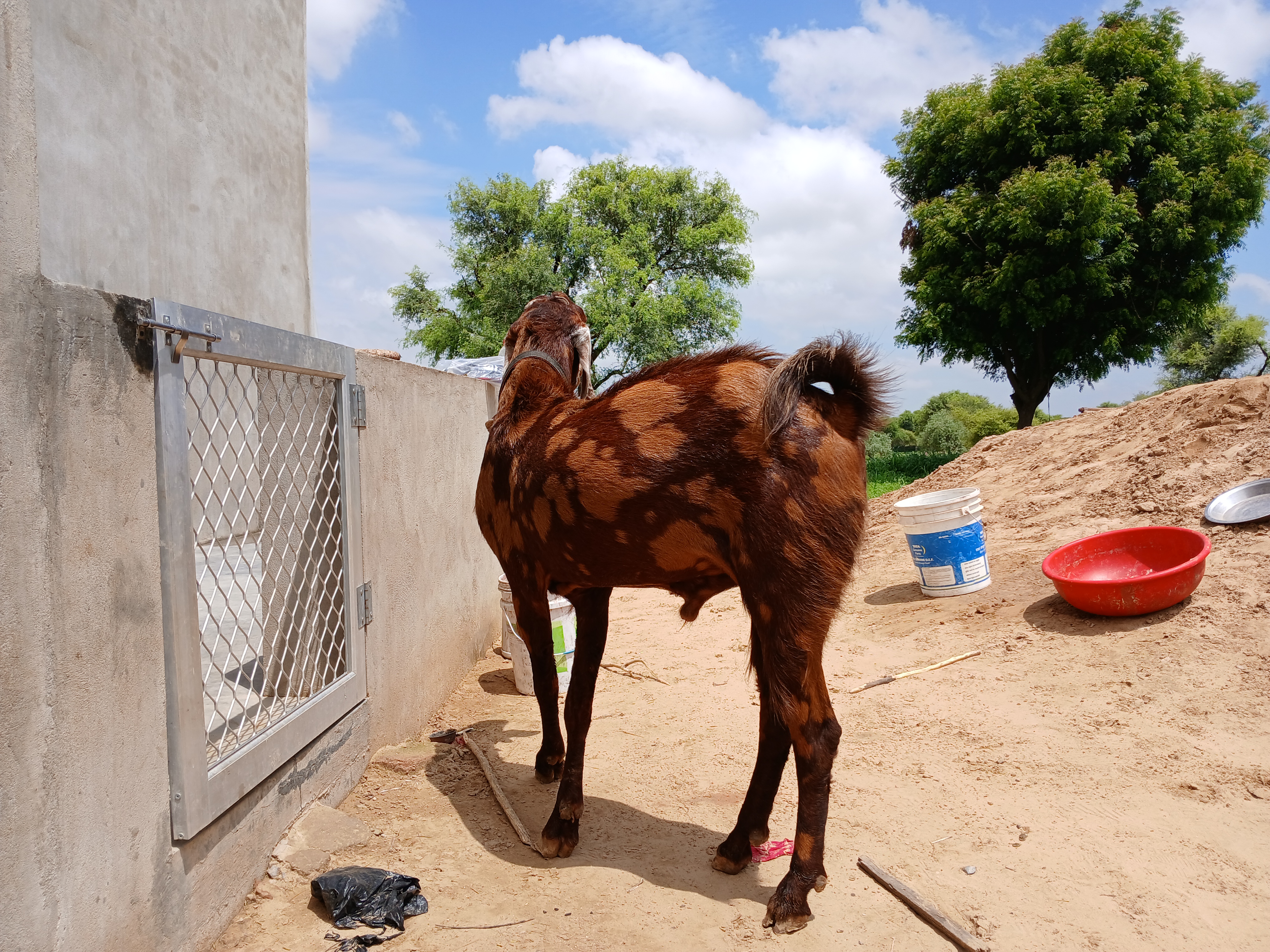 bakra image