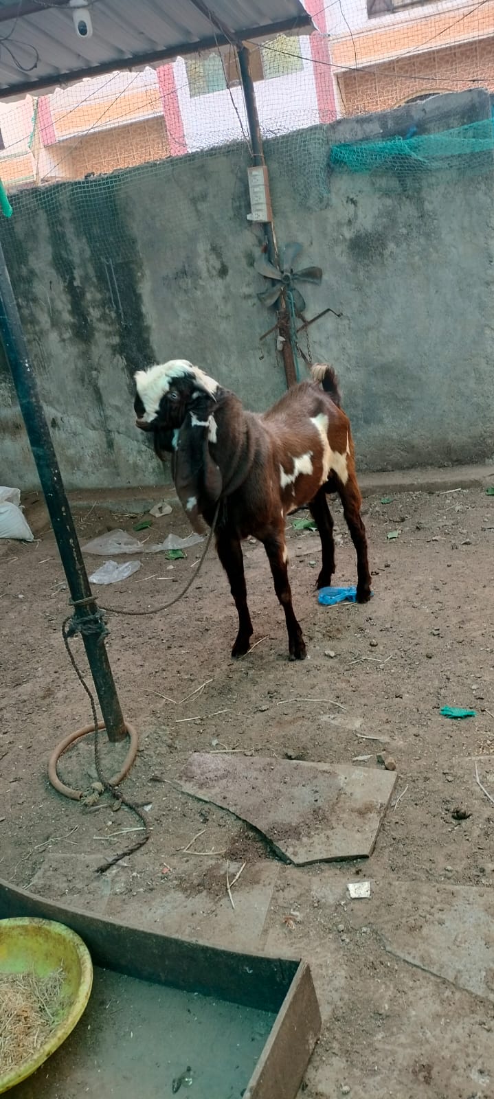 Kaan ki details 17/8 