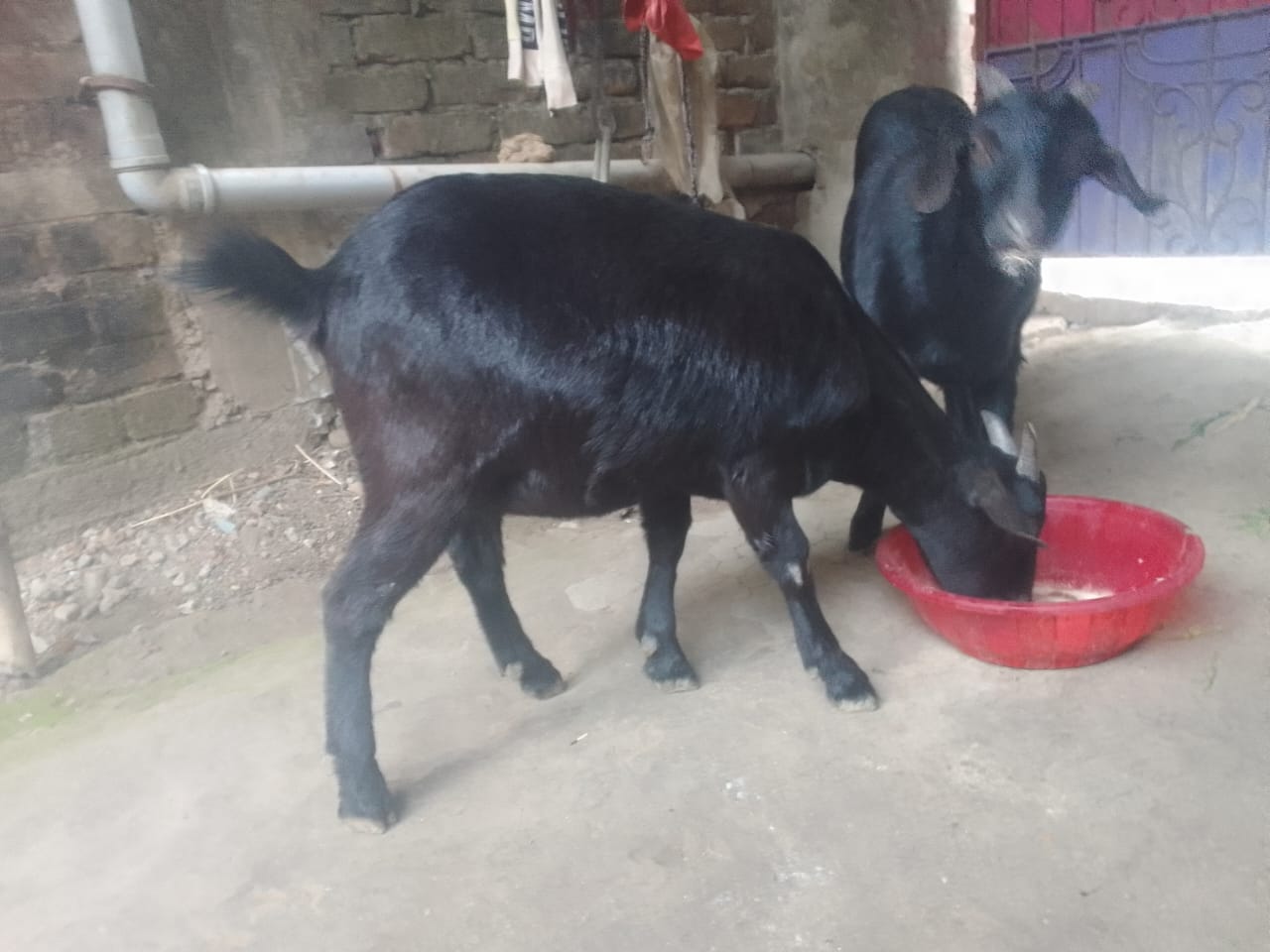  Black Bengal Goats available in Kolkata  