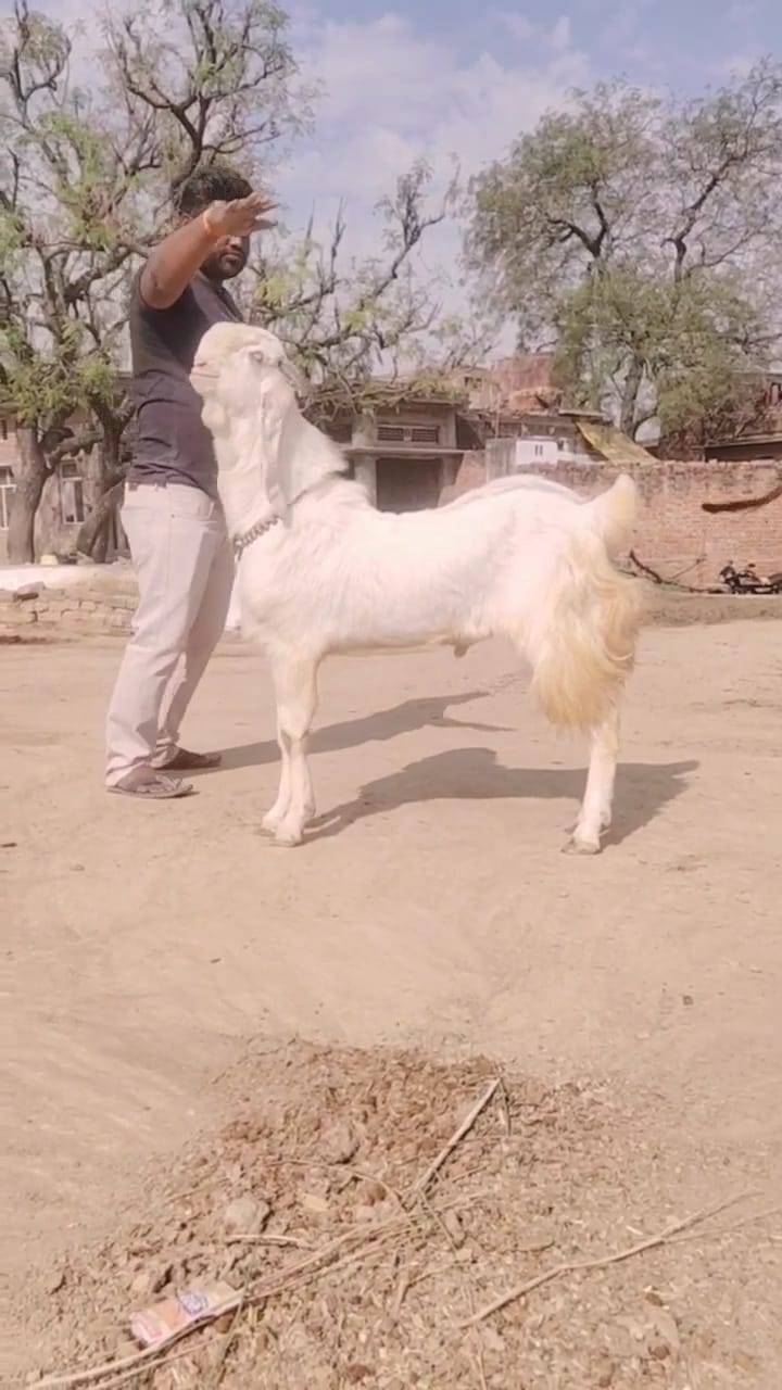 Bakra