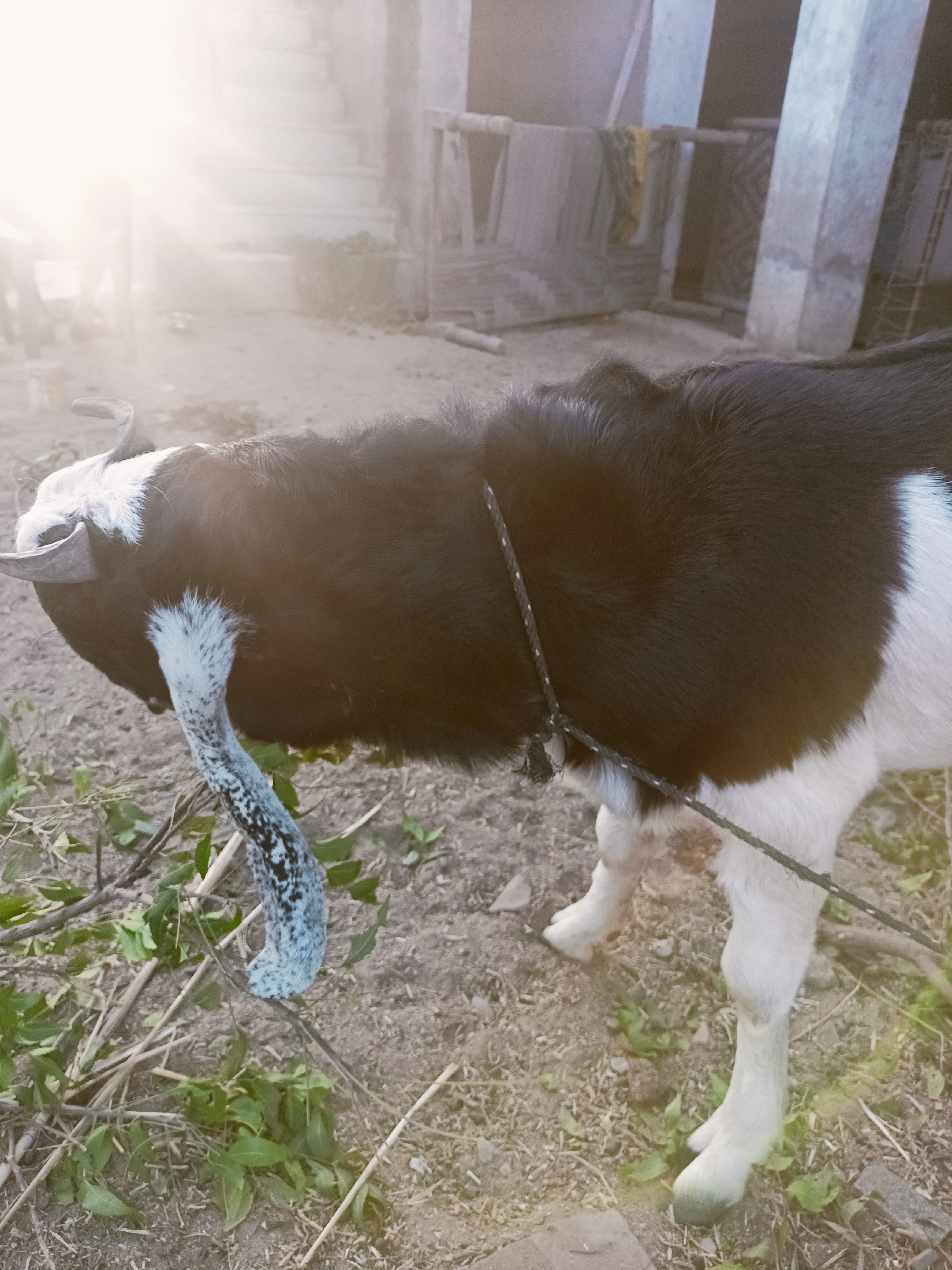 goat farming in india