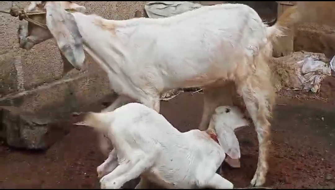 à´’à´°àµ à´²à´¿à´±àµà´±àµ¼ à´®àµ€à´¤àµ† à´ªà´¾à´²àµà´³àµà´³ à´†à´Ÿàµà´‚ à´’à´°àµ à´®àµà´Ÿàµà´Ÿàµ» à´•àµà´Ÿàµà´Ÿà´¿à´¯àµà´‚