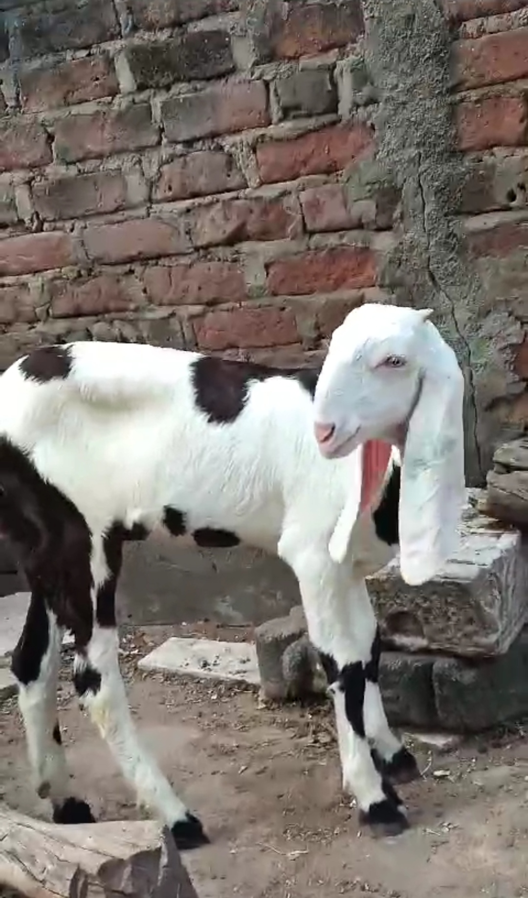 Bakra