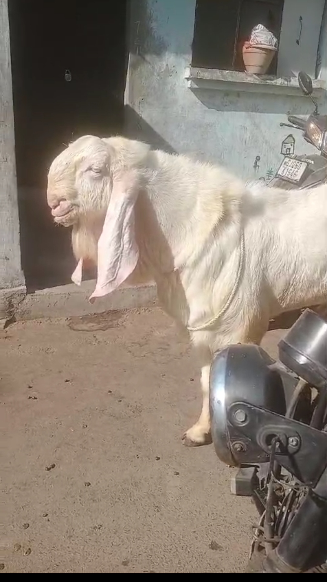 8 Daat 38 se 39 Haight 70 75 vajn white eyes ðŸ‘€