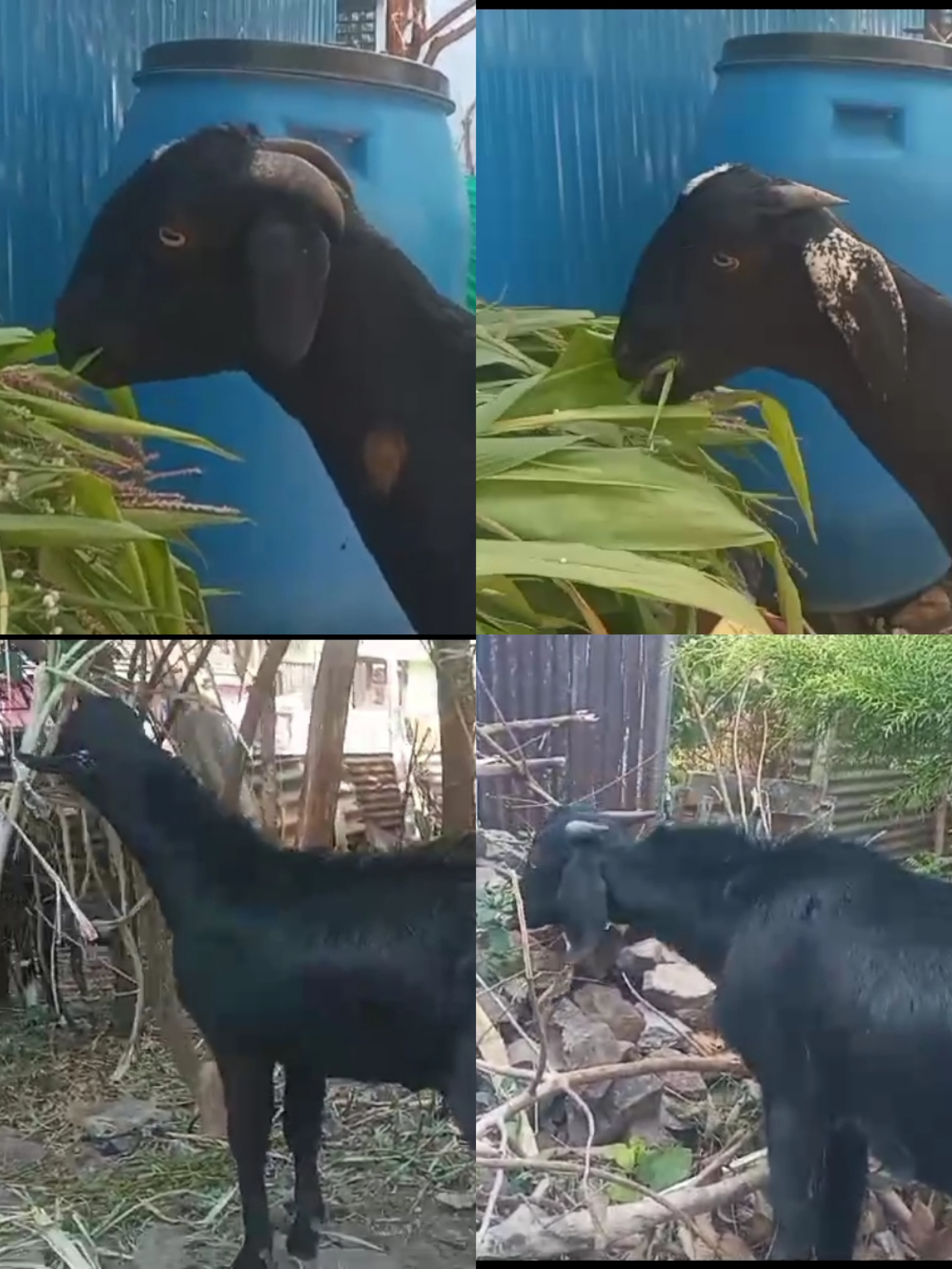 6 janvar hai male 25 se 30 kg