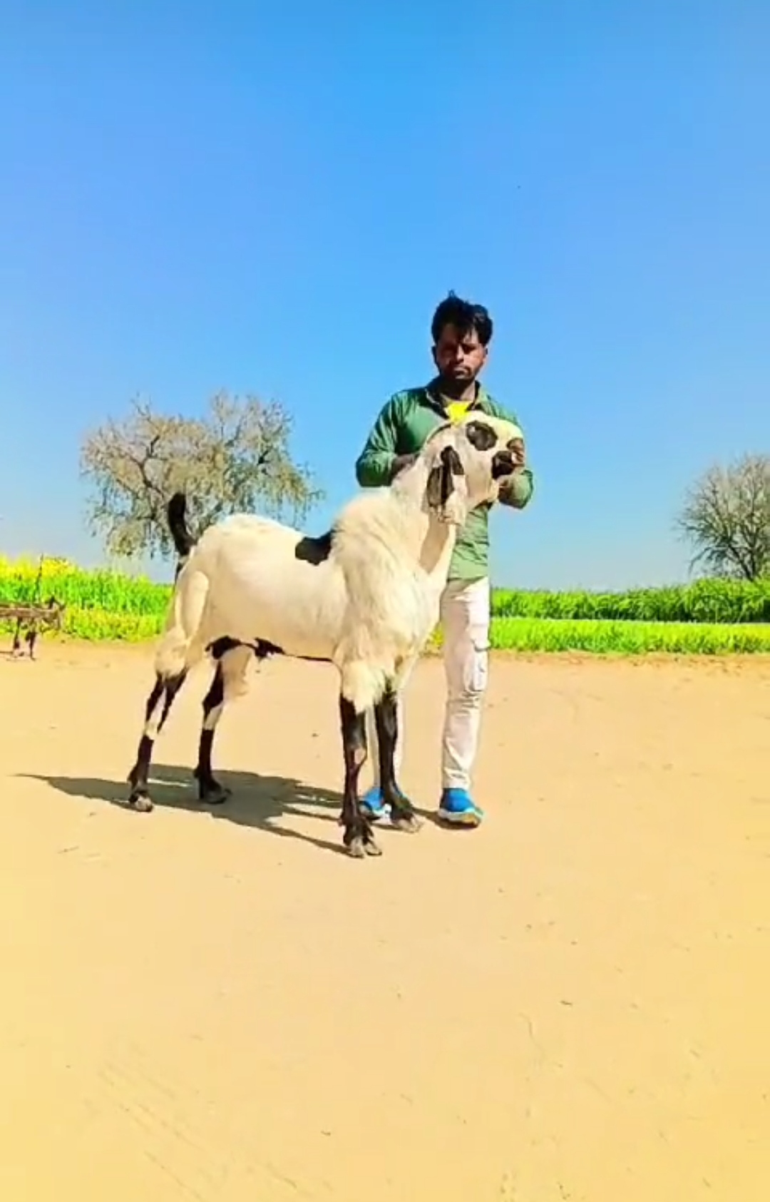 Double height double haddi