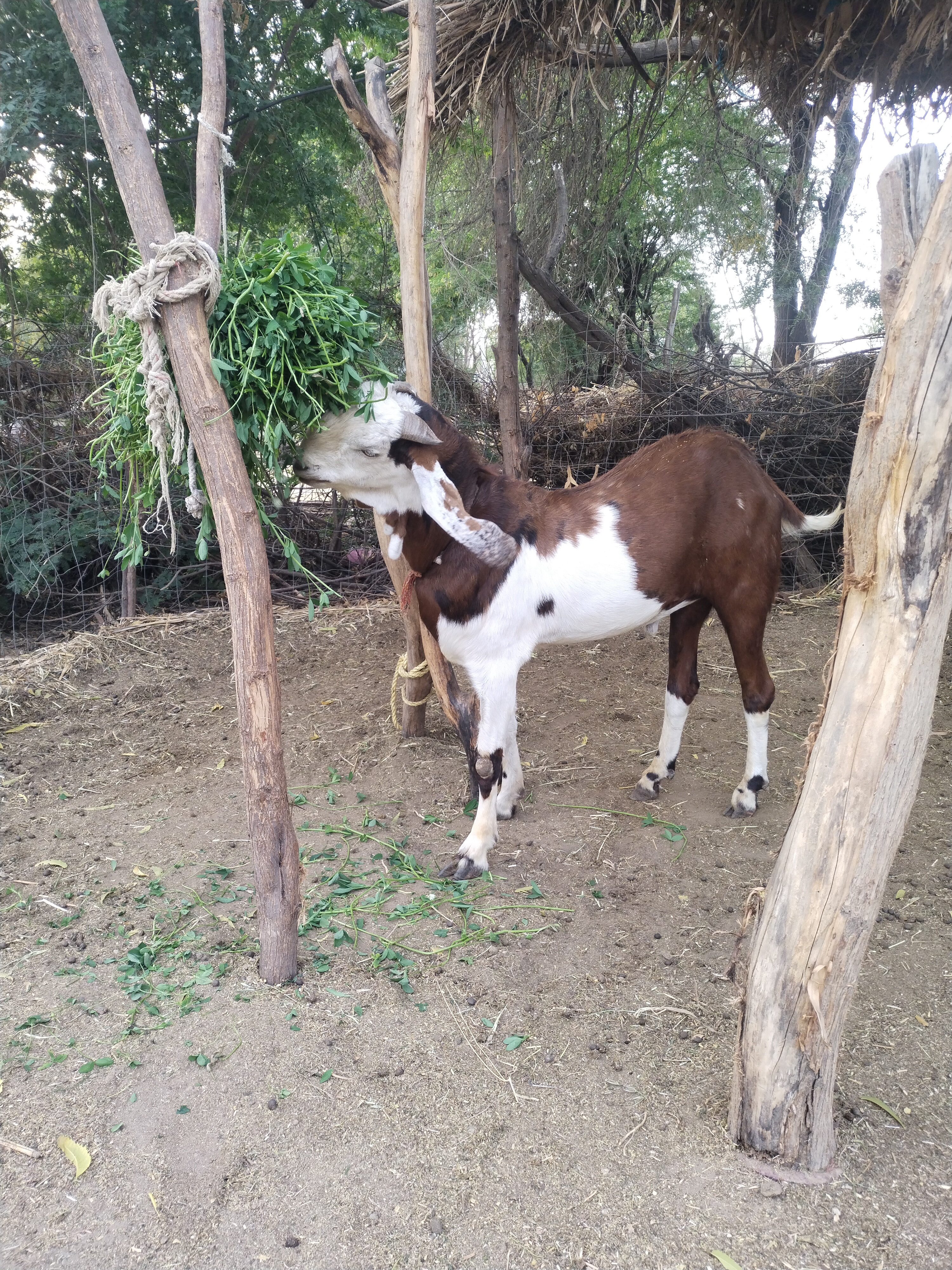bakra image