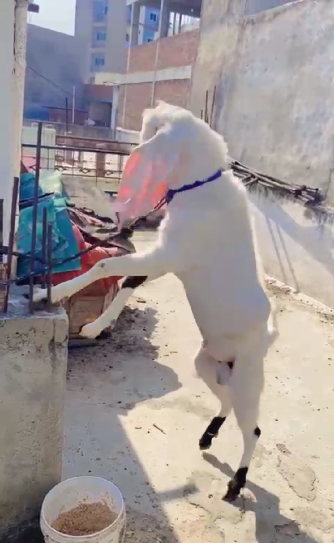 kaano ki chkalaan dekho bhai, full gulabi