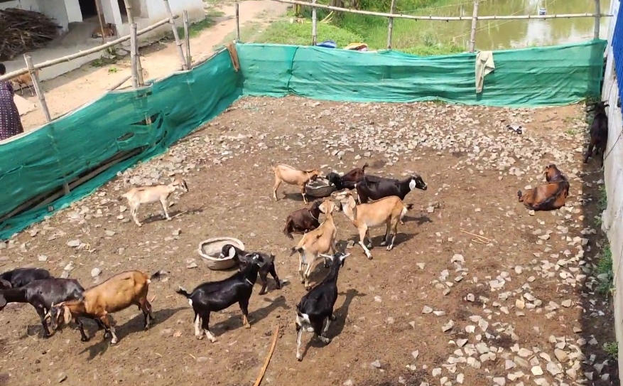 bakra image
