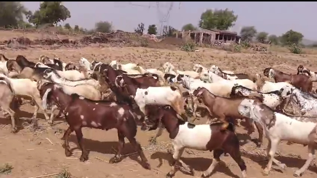 bakra image