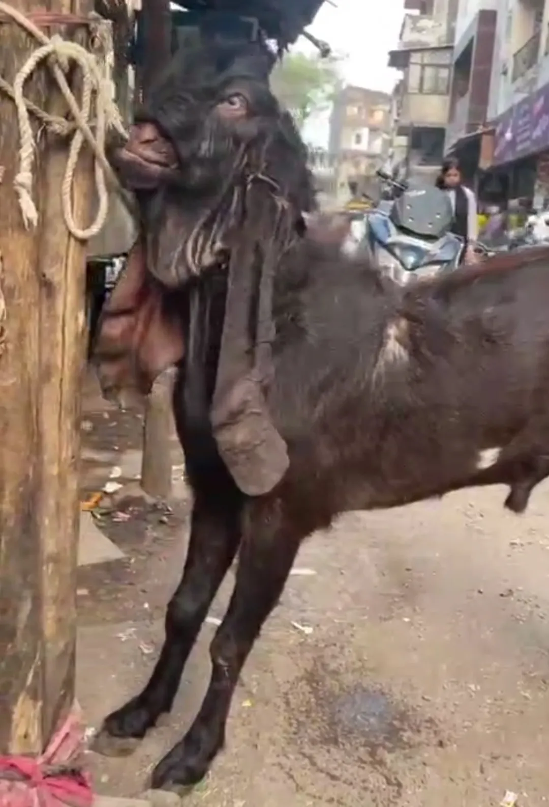 hyderabadi breeder quality