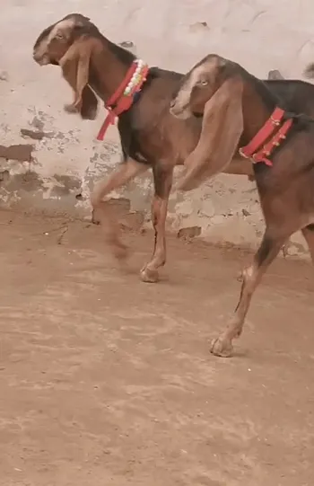 5 5 mahine ke beetal bache