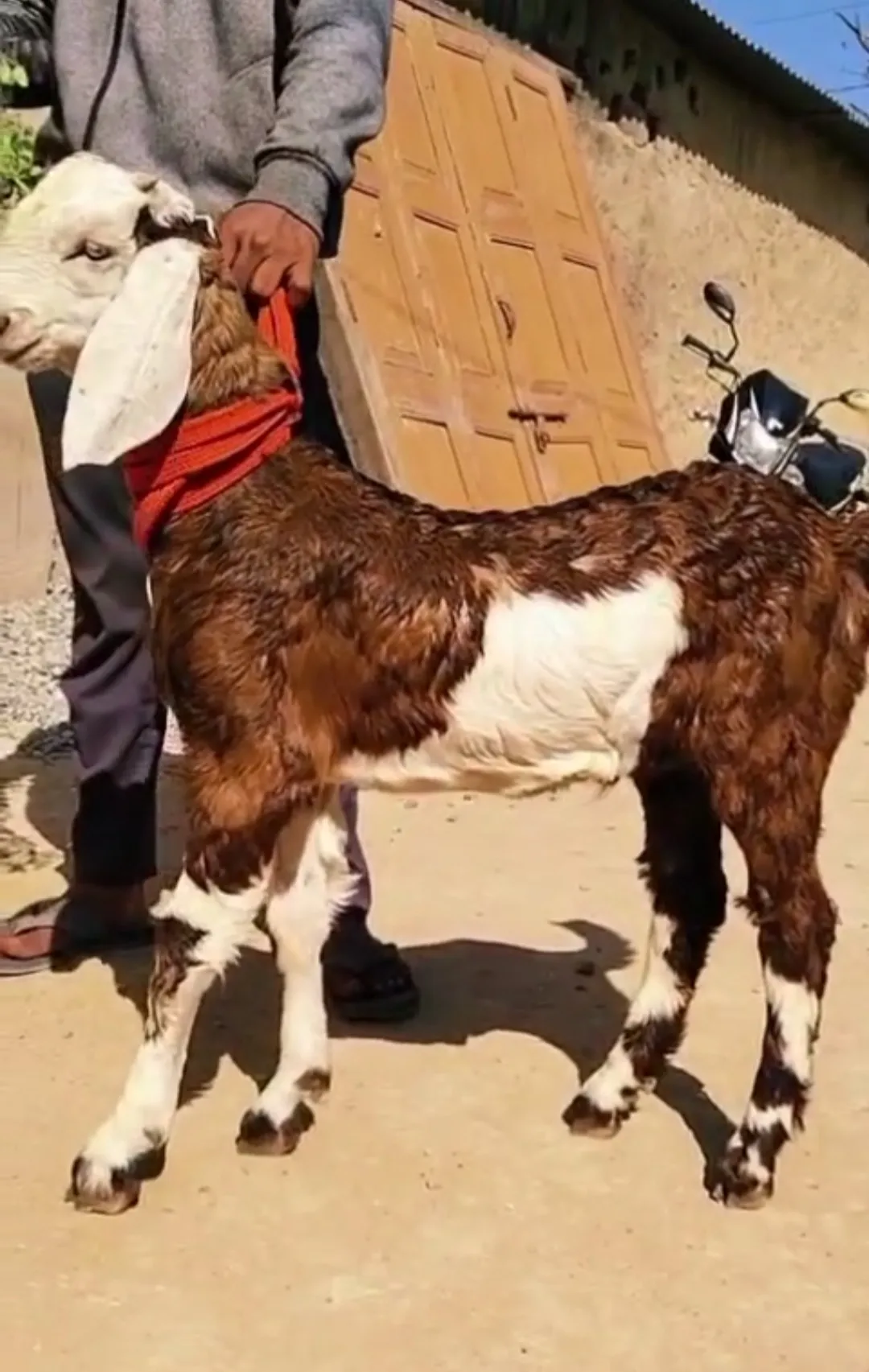 bakra image