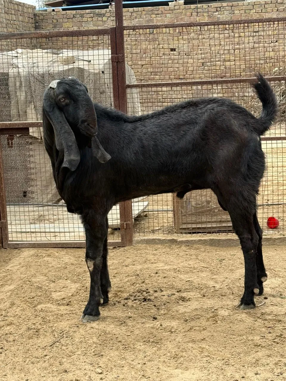 bakra image