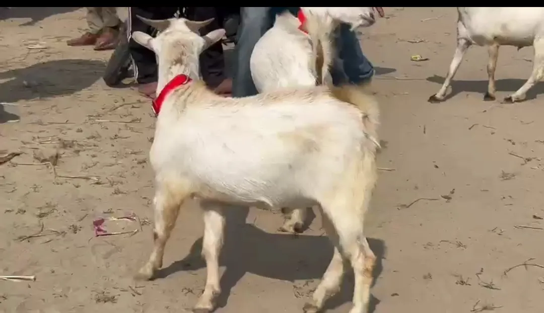 bakra image