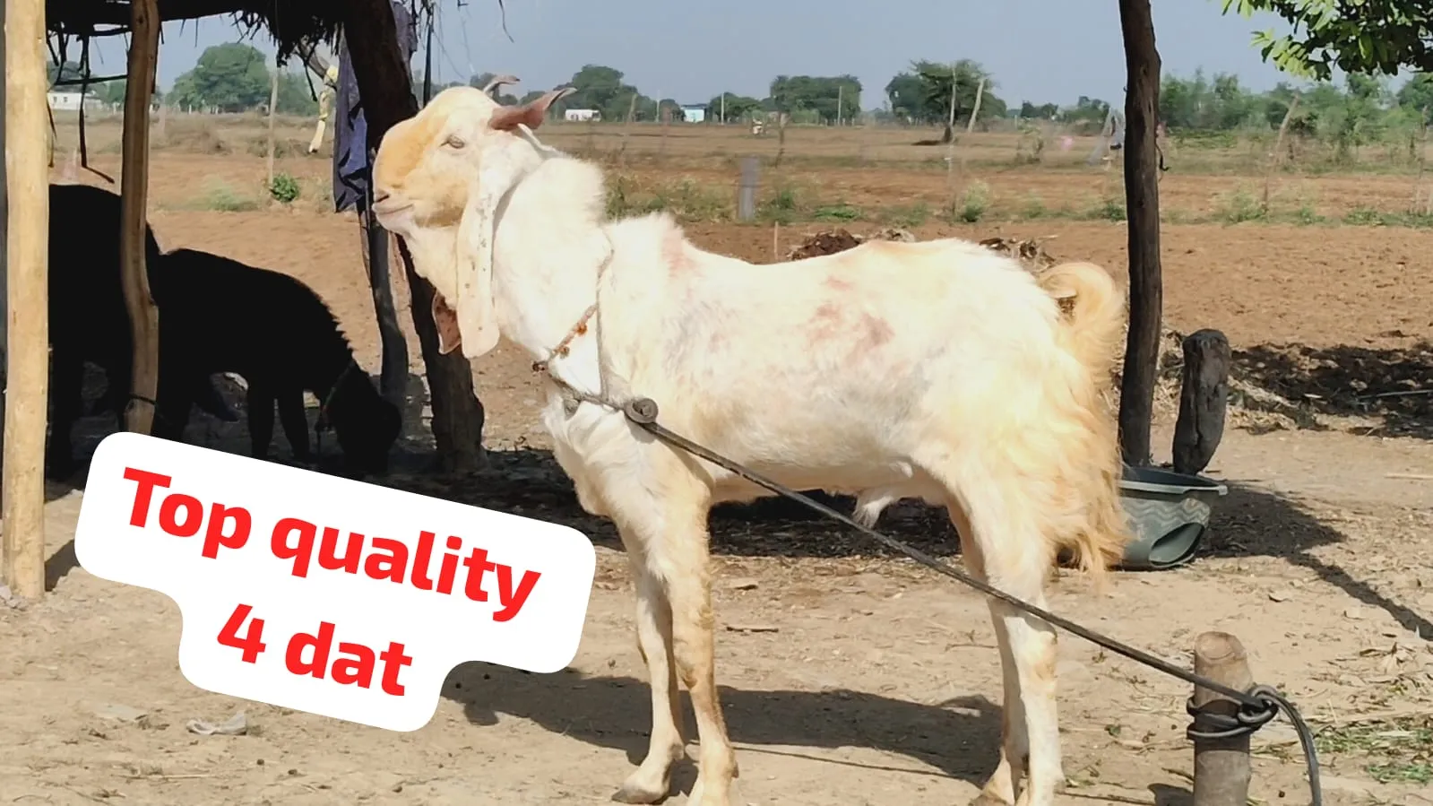 Top quality 4 dat ha 37/38 wj.60/65 kg pra 38500