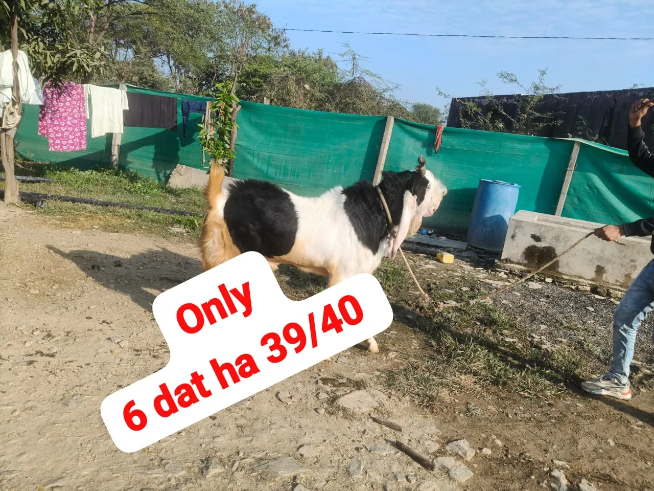 bakra image