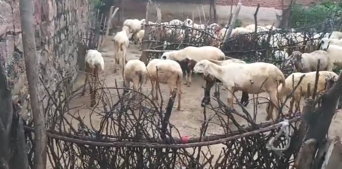   Rajasthani mende lot for sale