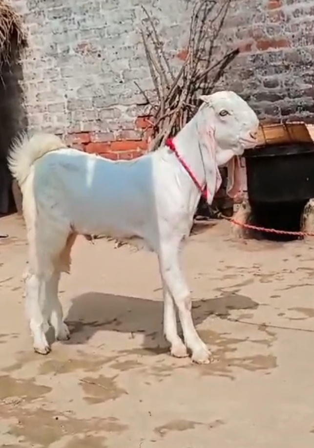 Top quality mi Hansa mele for sell