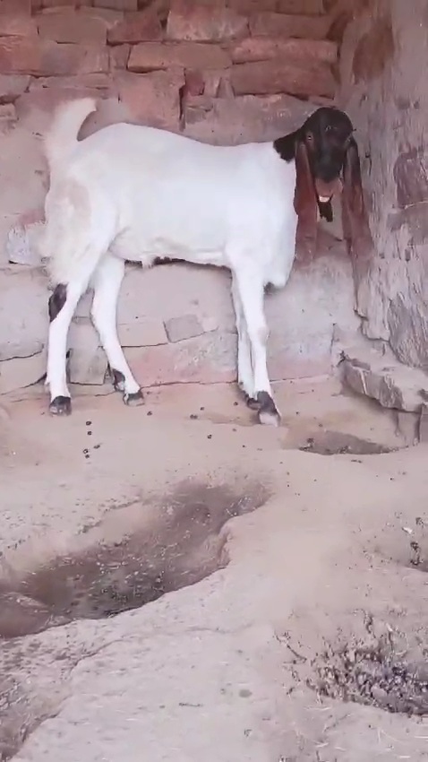 Quality bacha wajib daam me