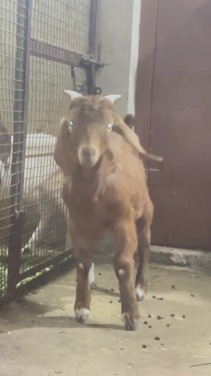 à¤°à¥‡à¤¡ à¤•à¤¾à¤²à¤¹à¤¾à¤°à¥€ à¤®à¥‡à¤² à¤…à¤µà¥ˆà¤²à¥‡à¤¬à¤²