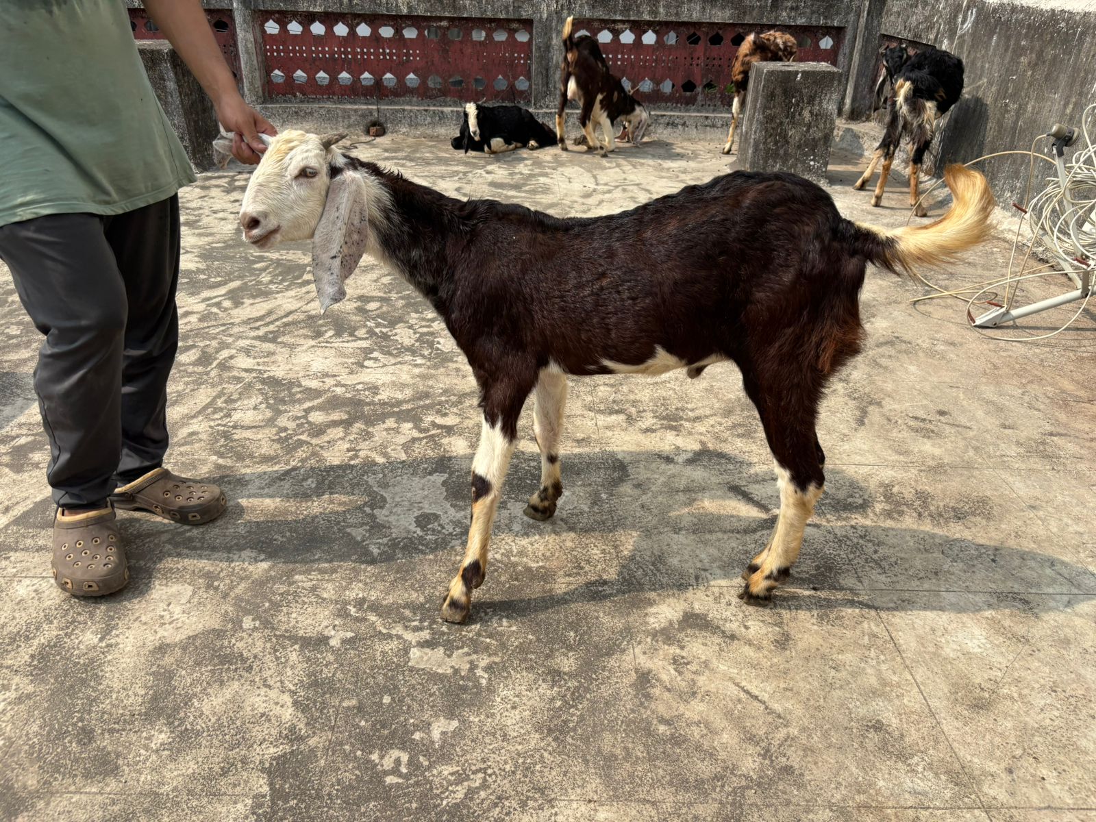 Breed : Khassi Gujri